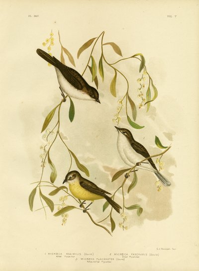 Allied Flycatcher, 1891 by Gracius Broinowski